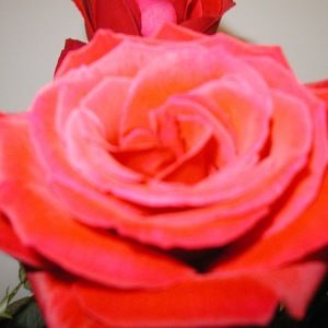 Meet your Posher, Renee